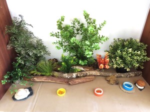 Étagère de mes Temnothorax<br />unifasciatus en semi liberté., Temnothorax & cie