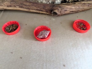 Temnothorax unifasciatus en <br />vadrouille sur l'étagère., Temnothorax & cie