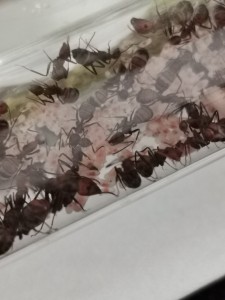 [Blog] Camponotus nicobarensis n°2 de Marie Aromat, IMG_20251119_131631.jpg