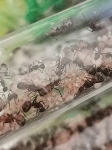 [Blog] Camponotus nicobarensis n°2 de Marie Aromat, IMG_20251119_131640.jpg