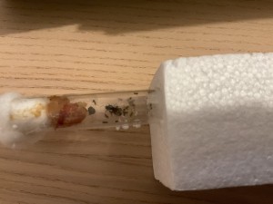 Diapause dans abri de jardin, image.jpg