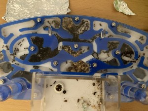 [Blog] Messor barbarus Élec (2) + bertrude 2, IMG_3681.jpeg