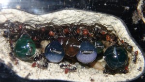 Pots de miel Myrmecocystus placodops, [Blog] Myrmecocystus placodops (fourmi pot de miel) de Seed noir