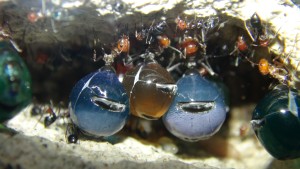 Pots de miel Myrmecocystus placodops, [Blog] Myrmecocystus placodops (fourmi pot de miel) de Seed noir