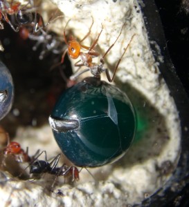 Honeypot Myrmecocystus placodops, [Blog] Myrmecocystus placodops (fourmi pot de miel) de Seed noir