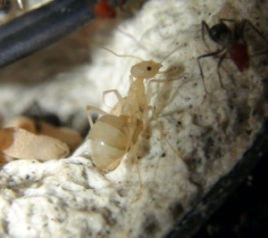 imago Myrmecocystus placodops, [Blog] Myrmecocystus placodops (fourmi pot de miel) de Seed noir