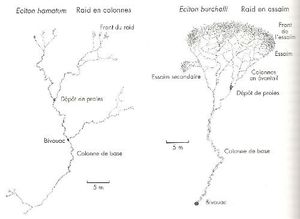 La Marabunta ?, Eciton burchelli.jpg