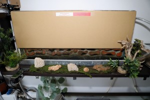 Nid de mes Lasius emarginatus<br /> avec cache lumière., Mon nid vertical en bois