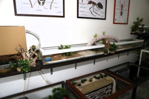 Les deux premières ADC <br />reliées par un pont de bois., Mon nid vertical en bois