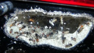 Larves Myrmecocystus placodops, [Blog] Myrmecocystus placodops (fourmi pot de miel) de Seed noir
