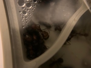 [BLOG] Mes colonies de messor barbarus1456, WhatsApp Image 2026-01-06 at 08.08.18.jpeg