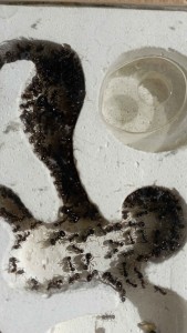 la colonie le 19/01/26, [Blog] Les Messor capitatus de Schtroumpfette