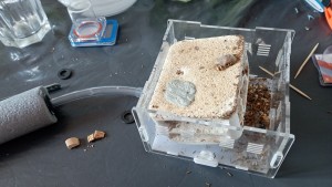 ... déménagement en urgence !, [Blog] Les Messor capitatus de Schtroumpfette