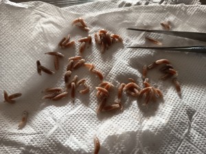 Asticot - Dégradation rapide après décongélation, IMG_20260114_133647.jpg