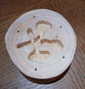 Photo avec les galeries poncées, Nid en bois pour Temnothorax unifasciatus