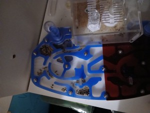 [BLOG] Les Secondes Messor barbarus de KaillouDesBois et leur reine: Mirsha !, 20260207_110824.jpg