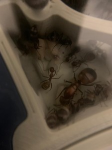 [BLOG] Mes colonies de messor barbarus1456, WhatsApp Image 2026-02-07 at 11.05.12.jpeg