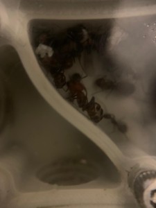 [BLOG] Mes colonies de messor barbarus1456, WhatsApp Image 2026-02-07 at 11.05.11.jpeg