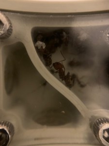 [BLOG] Mes colonies de messor barbarus1456, WhatsApp Image 2026-02-07 at 11.05.09.jpeg