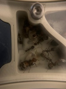 [BLOG] Mes colonies de messor barbarus1456, WhatsApp Image 2026-02-07 at 11.05.11 (1).jpeg