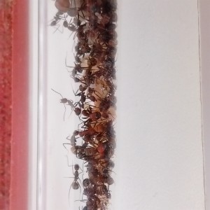 Vue du dessus, [BLOG]Les C.nicobarensis de Gigantiosp 59