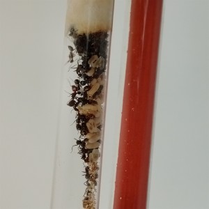 Vue du dessous, [BLOG]Les C.nicobarensis de Gigantiosp 59