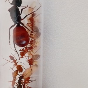 Couvain dessus, [Blog] Les américaines de Gigi !