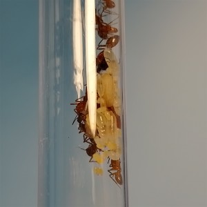 Couvain dessous, [Blog] Les américaines de Gigi !