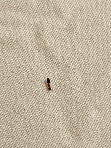 Crematogaster ou autre genre ?, IMG_4748.jpeg