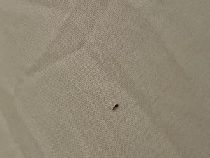 Crematogaster ou autre genre ?, IMG_4746.jpeg