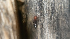 Crematogaster ou autre genre ?, IMG_3353.jpeg
