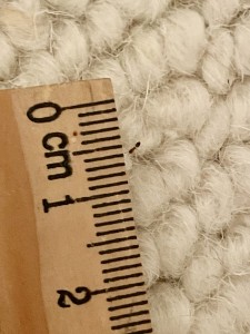 Crematogaster ou autre genre ?, IMG_4751.jpeg