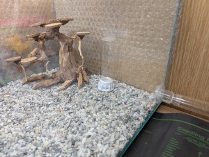 ADC, [Blog] Camponotus barbaricus de Mimiti