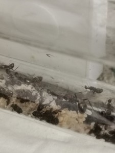 [Blog] Camponotus nicobarensis n°2 de Marie Aromat, IMG_20260217_094322.jpg