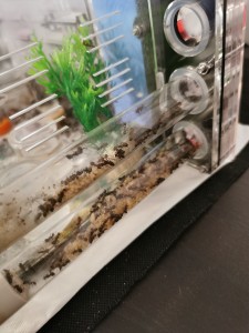 [Blog] Camponotus nicobarensis n°2 de Marie Aromat, IMG_20260217_094307.jpg