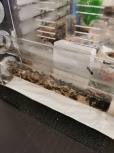 [Blog] Camponotus nicobarensis n°2 de Marie Aromat, IMG_20260217_094317.jpg