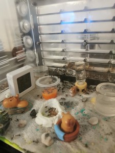 [Blog] Camponotus nicobarensis n°2 de Marie Aromat, IMG_20260217_094302.jpg