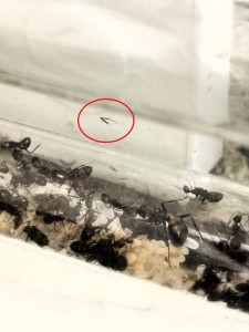 [Q/R] Camponotus nicobarensis n°2 de Marie Aromat, IMG_20260217_094322.jpg