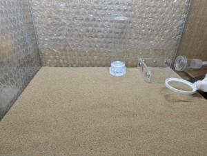 L'ADC bien vide., [Blog] Camponotus barbaricus de Mimiti