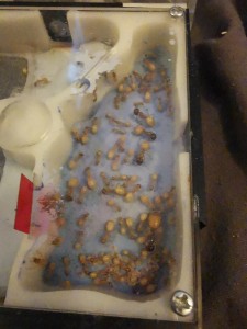 [Blog] Camponotus fedtschenkoi de Marie Aromat, IMG_20260222_173752.jpg