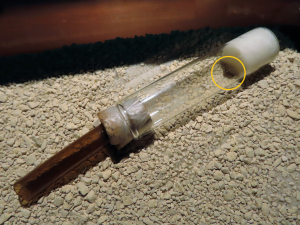 Tube de fondation dans <br />l'ADC avec reine Lasius niger., Un tube dans une boîte en plastique