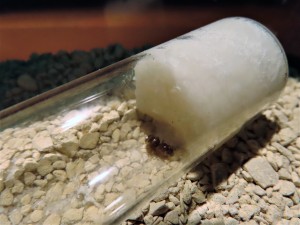 Cette reine blottie contre le coton humidifié., Un tube dans une boîte en plastique