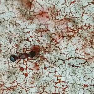 Myrmica sp, IMG_20260225_175447.jpg