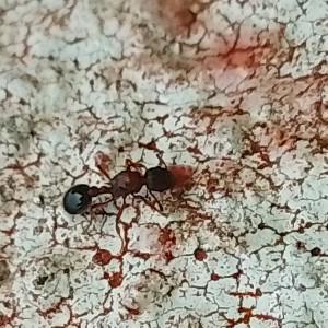 Myrmica sp, IMG_20260225_175508.jpg
