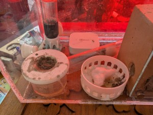 Moisissure !, [Blog] Camponotus barbaricus de Mimiti