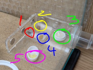 Le menu, [Blog] Camponotus barbaricus de Mimiti