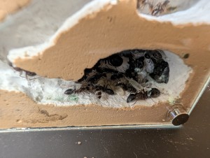 [Blog] Camponotus barbaricus de Mimiti, PXL_20260303_171201351.jpg
