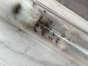 Couvain, [Blog] Lasius sp. noire de Artiop