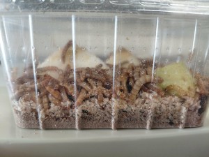 [Blog] Gynger, reine des Lasius niger d'Amandine, a02c1fd9-71d3-477d-98c7-8c74ff589b5f.jpg