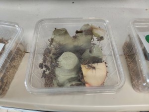 [Blog] Gynger, reine des Lasius niger d'Amandine, cfc67f7c-b01f-4b6c-847a-e89c899c89d3.jpg